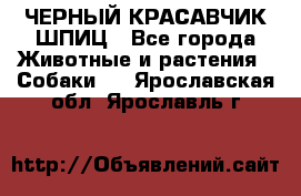 ЧЕРНЫЙ КРАСАВЧИК ШПИЦ - Все города Животные и растения » Собаки   . Ярославская обл.,Ярославль г.